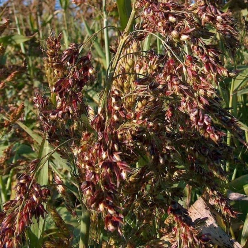 Piper szudánifű - cukorcirok, Sorghum bicolor, cukorcirok